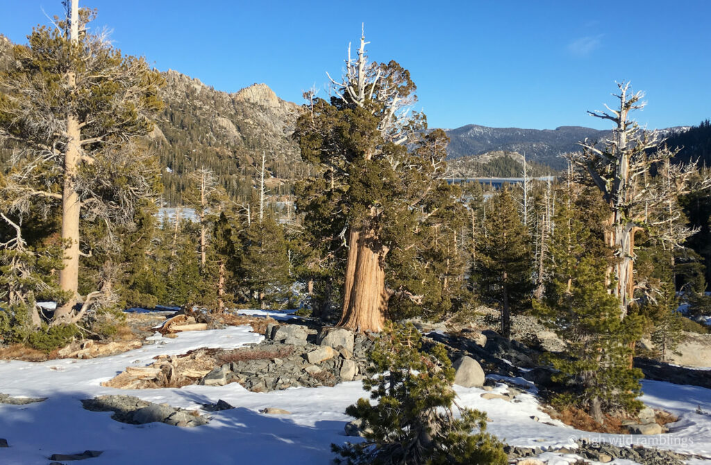High Wild Ramblings