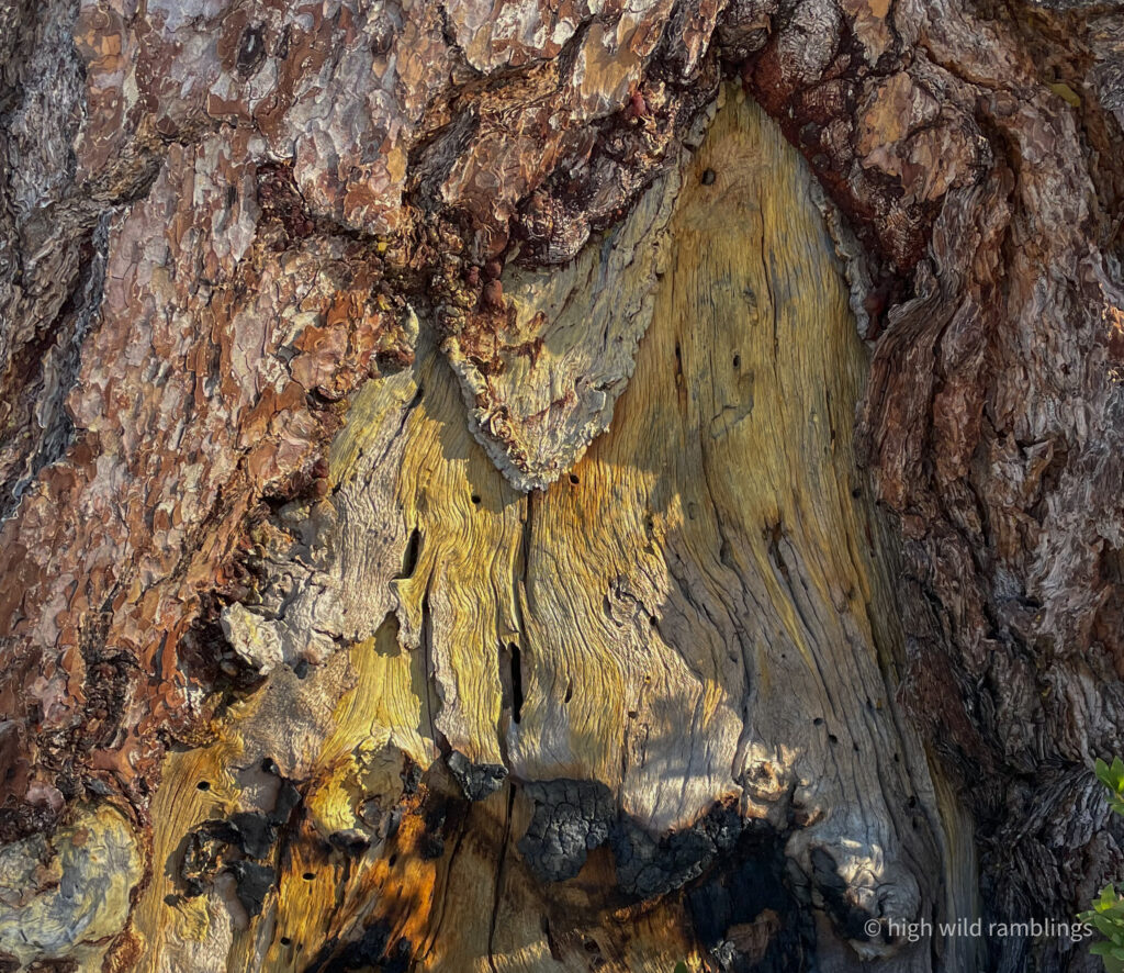 High Wild Ramblings