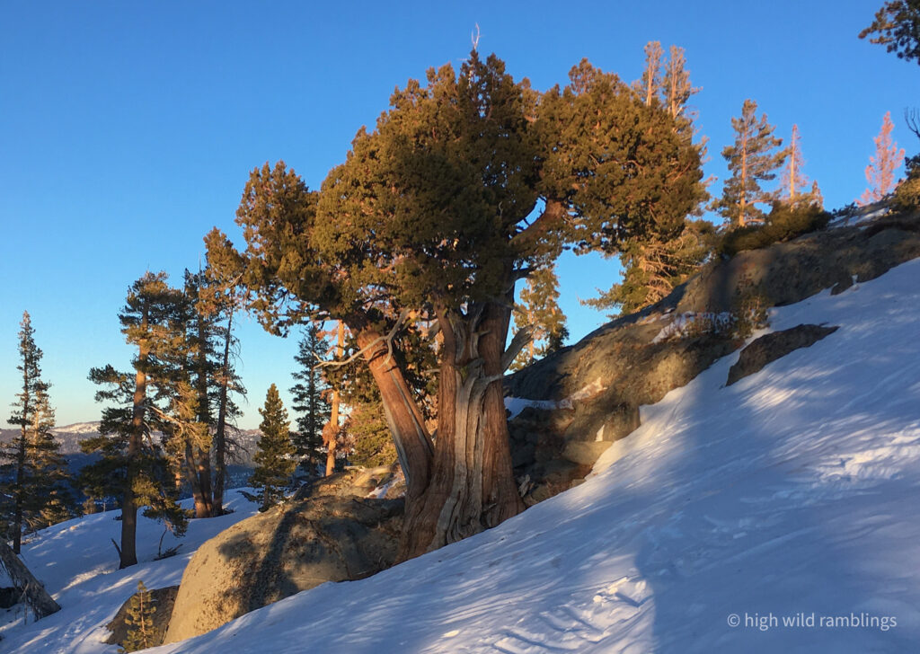 High Wild Ramblings