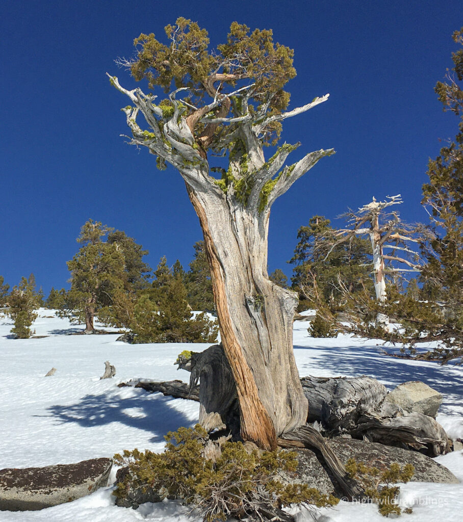 High Wild Ramblings