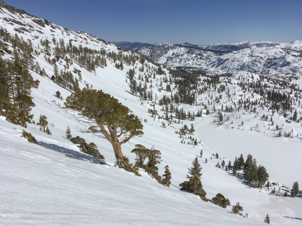 High Wild Ramblings