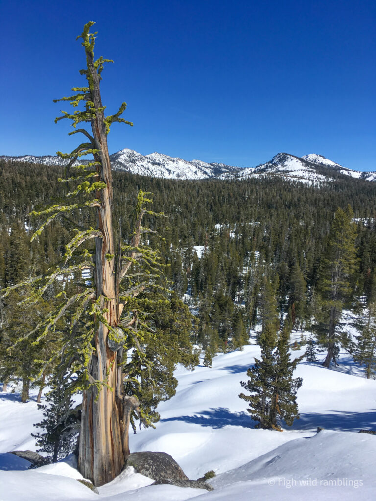 High Wild Ramblings