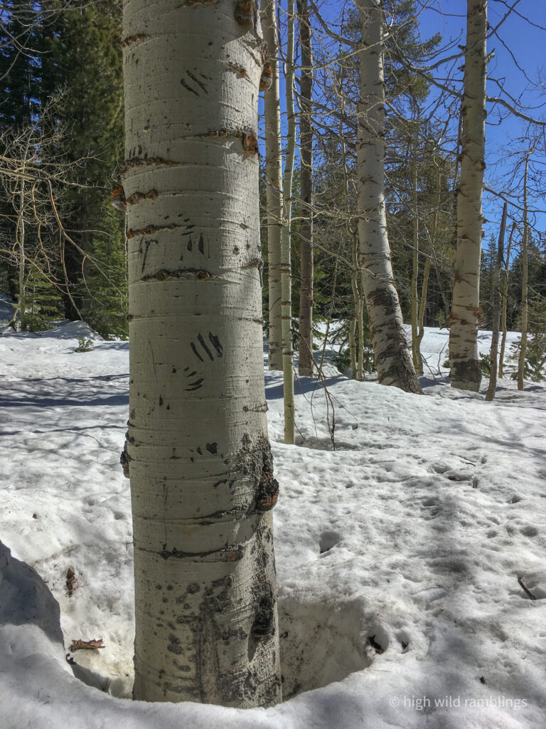 High Wild Ramblings
