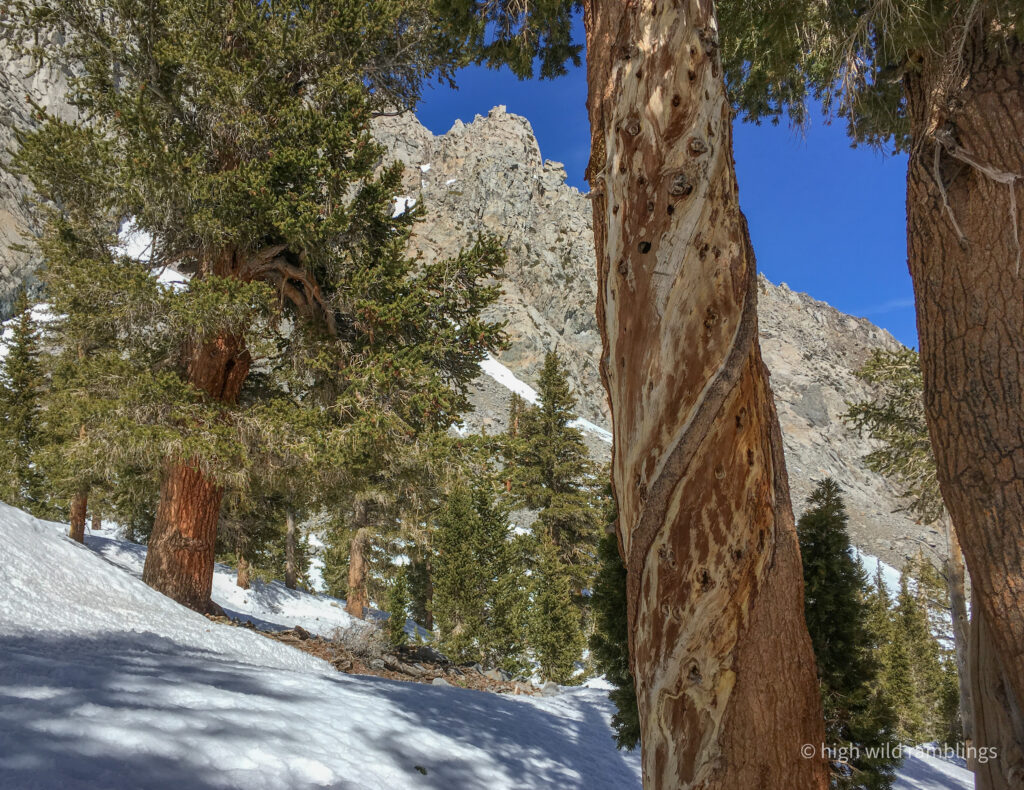 High Wild Ramblings