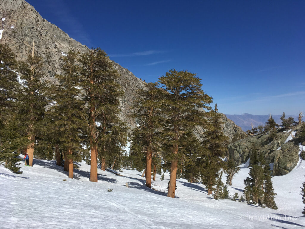 High Wild Ramblings