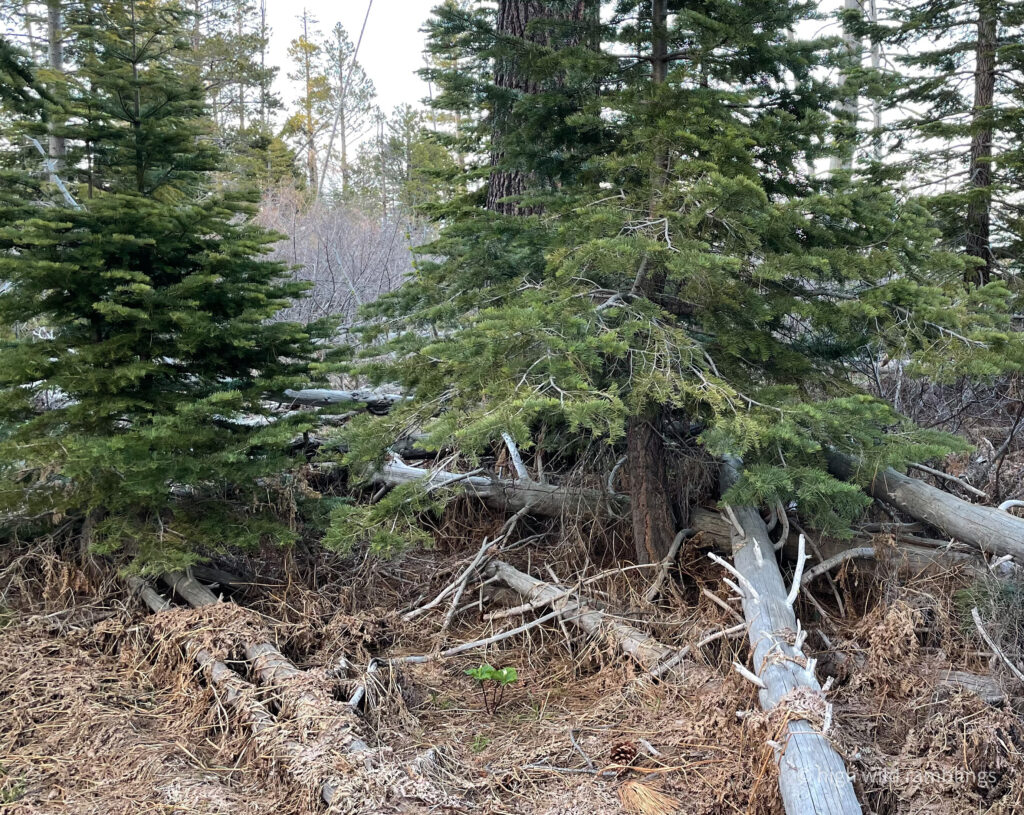 High Wild Ramblings