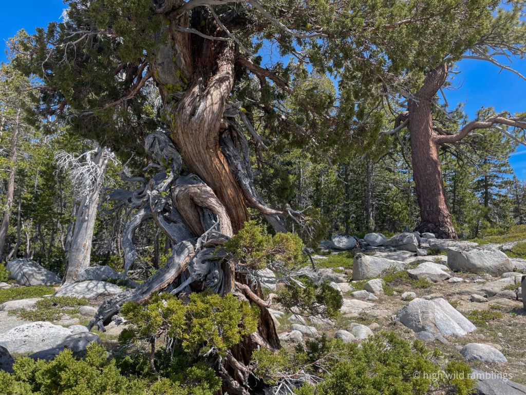 High Wild Ramblings