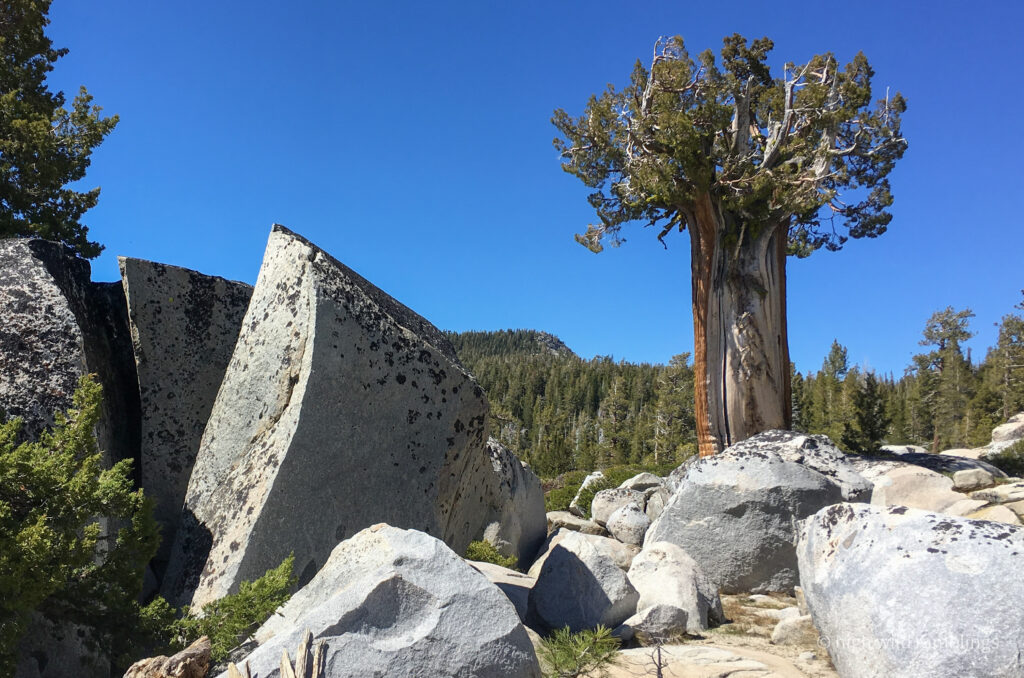 High Wild Ramblings