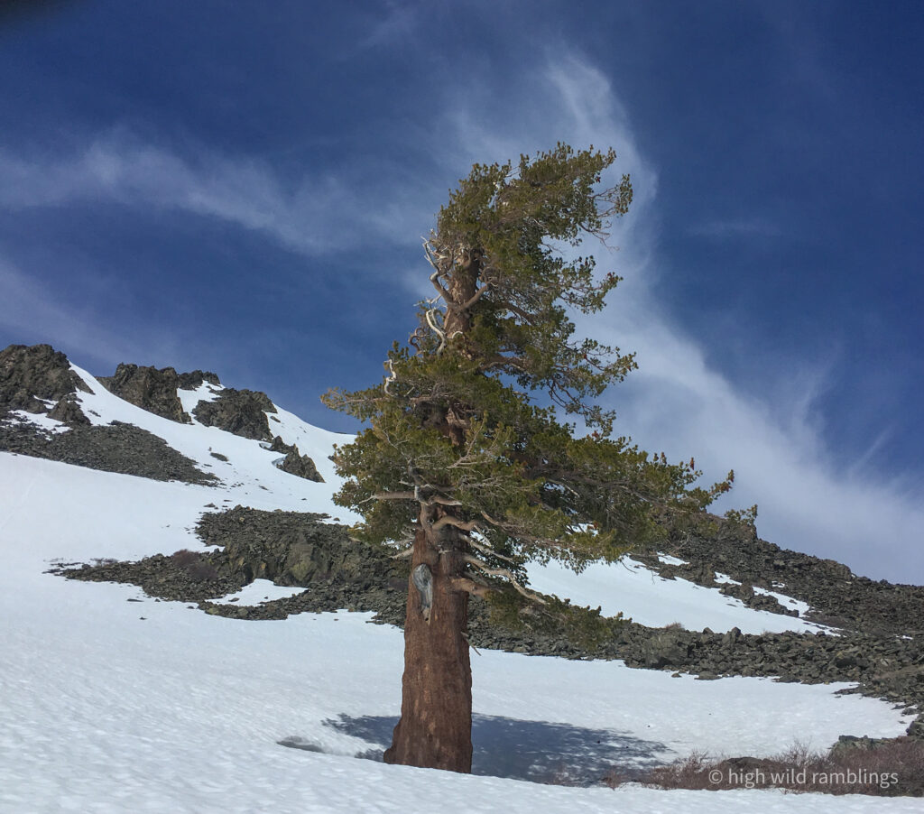 High Wild Ramblings