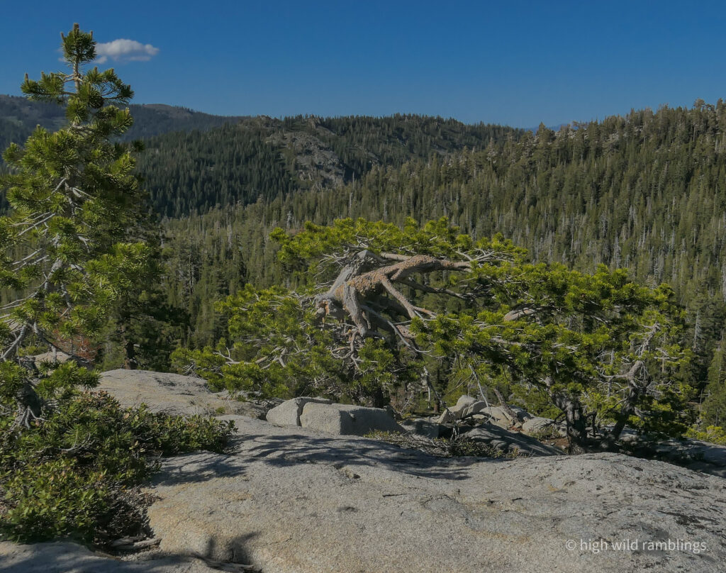 High Wild Ramblings