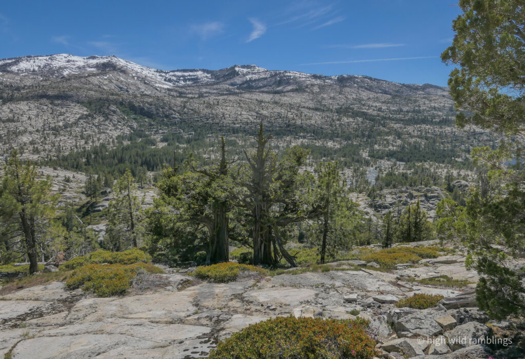 High Wild Ramblings