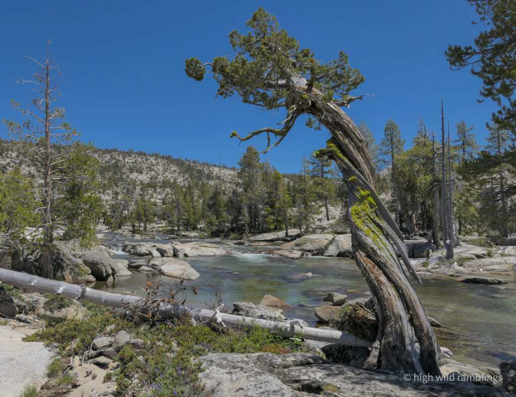 High Wild Ramblings