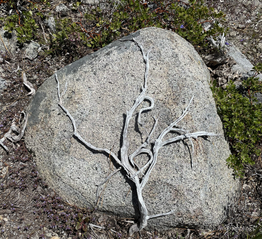 High Wild Ramblings