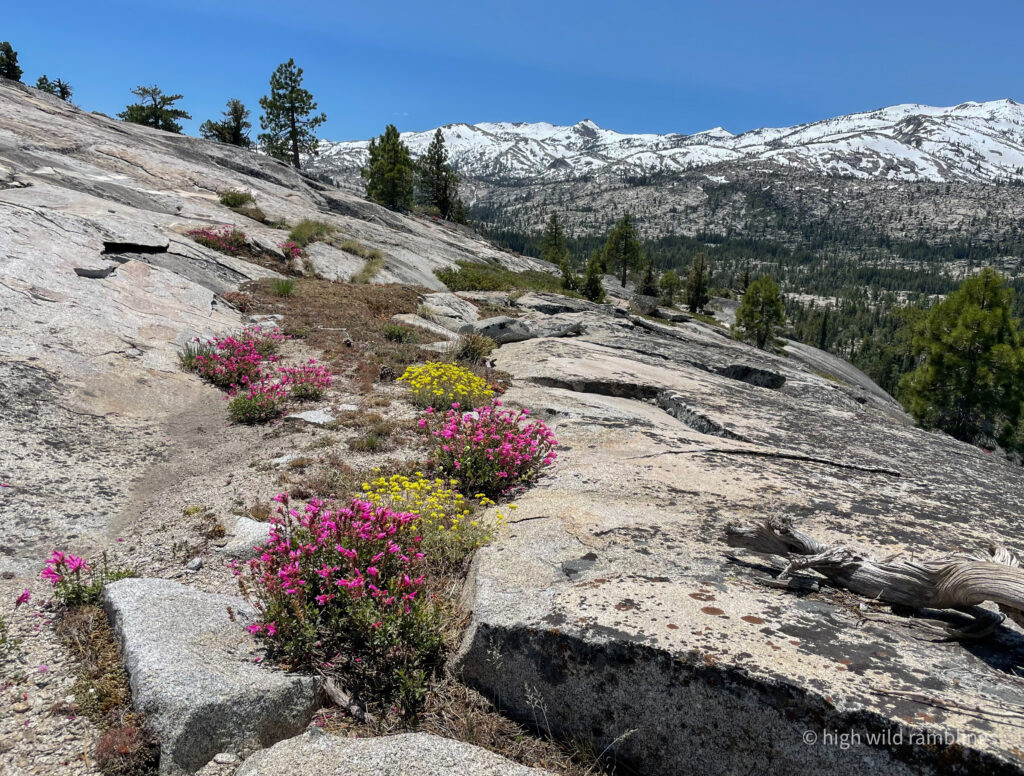 High Wild Ramblings