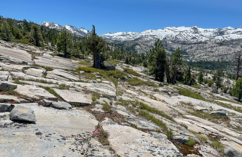 High Wild Ramblings