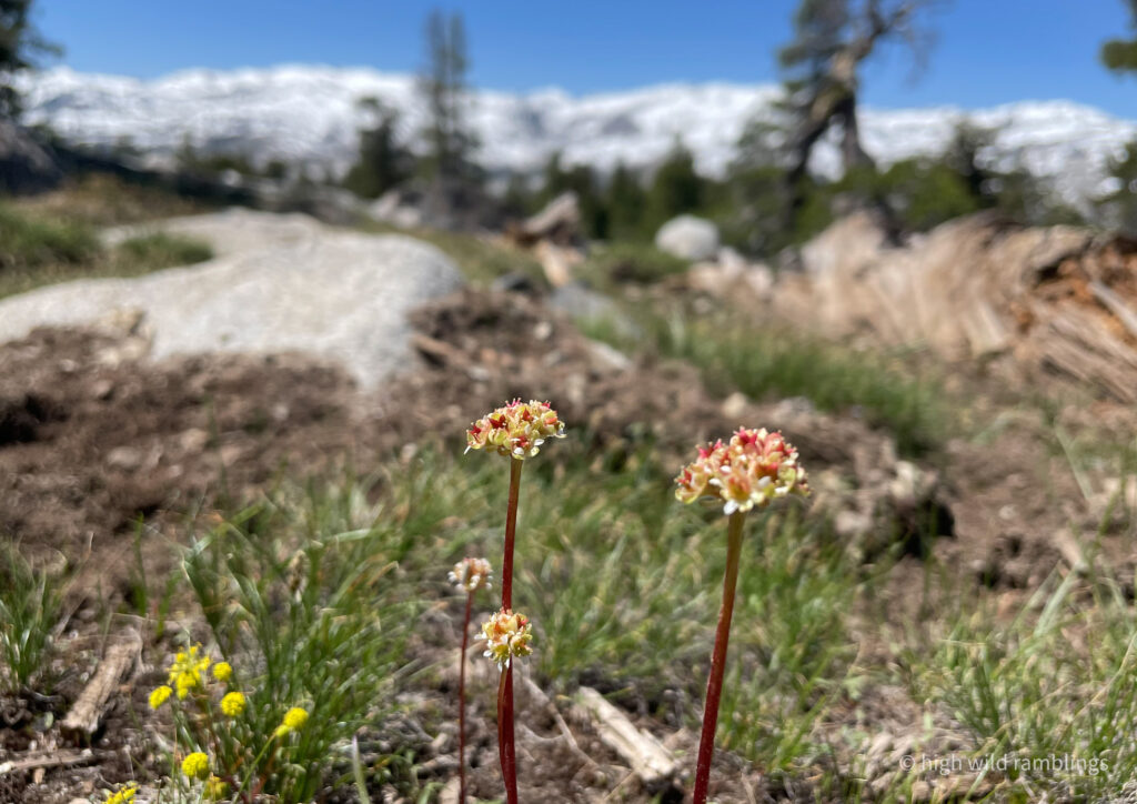 High Wild Ramblings