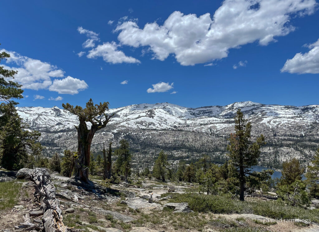 High Wild Ramblings