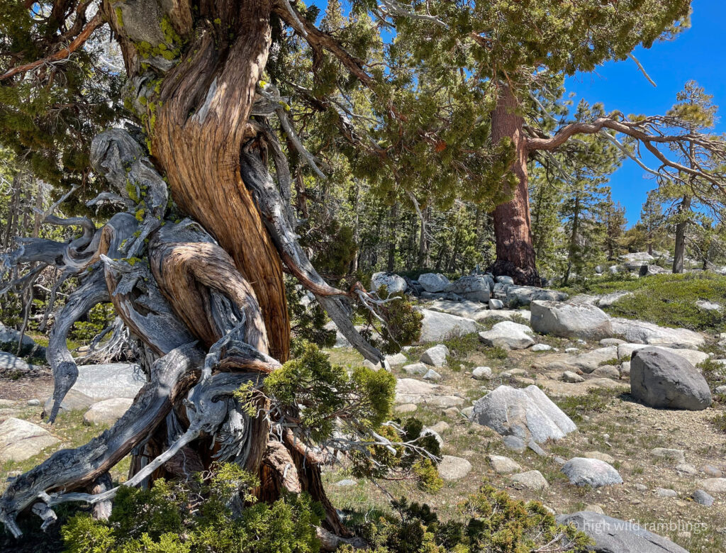 High Wild Ramblings