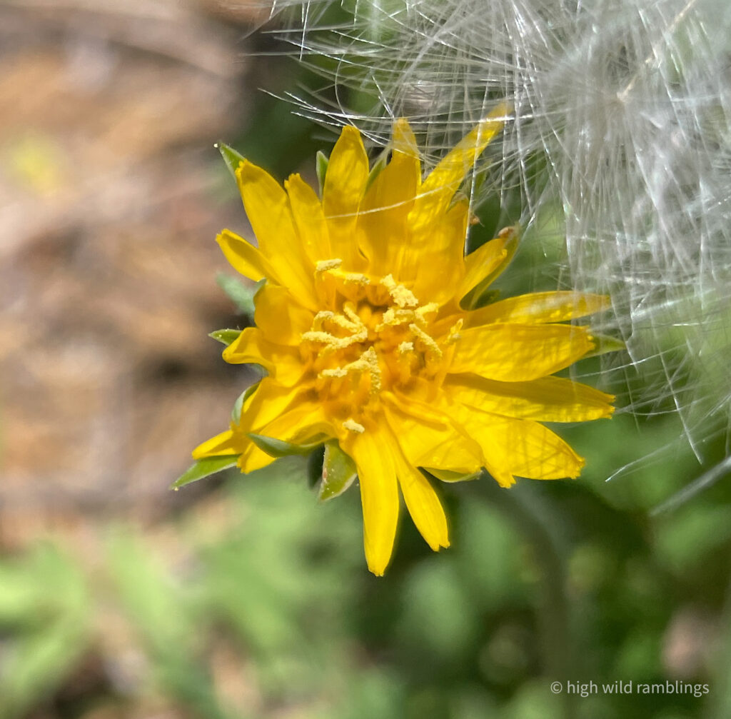 High Wild Ramblings