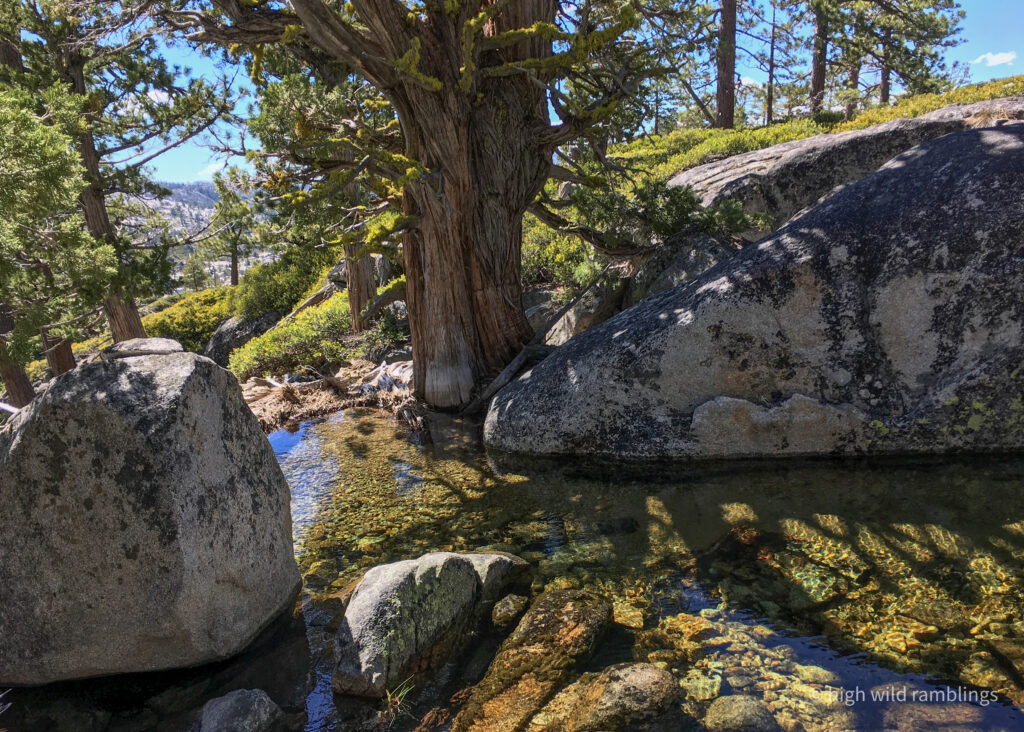 High Wild Ramblings