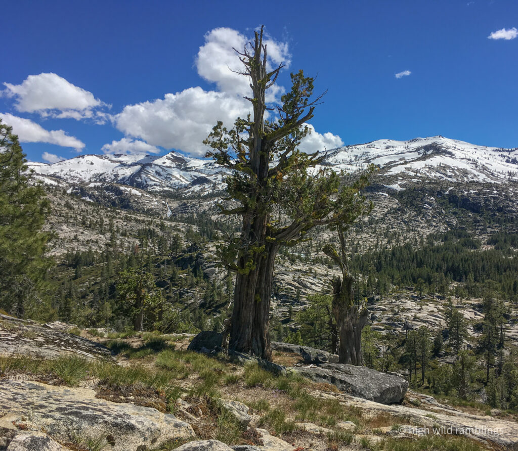 High Wild Ramblings