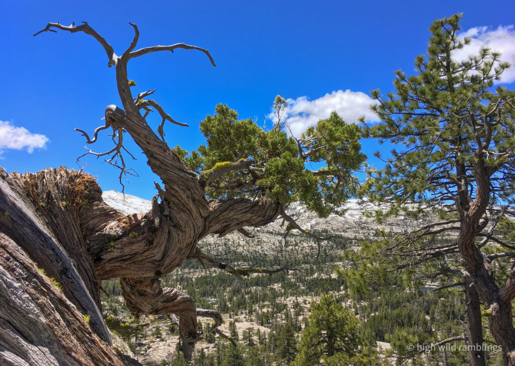High Wild Ramblings
