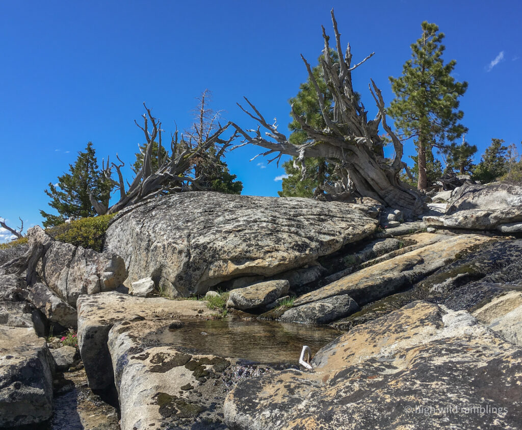 High Wild Ramblings