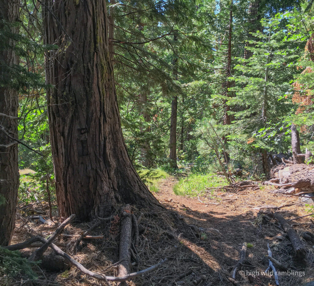 High Wild Ramblings