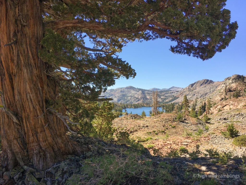 High Wild Ramblings