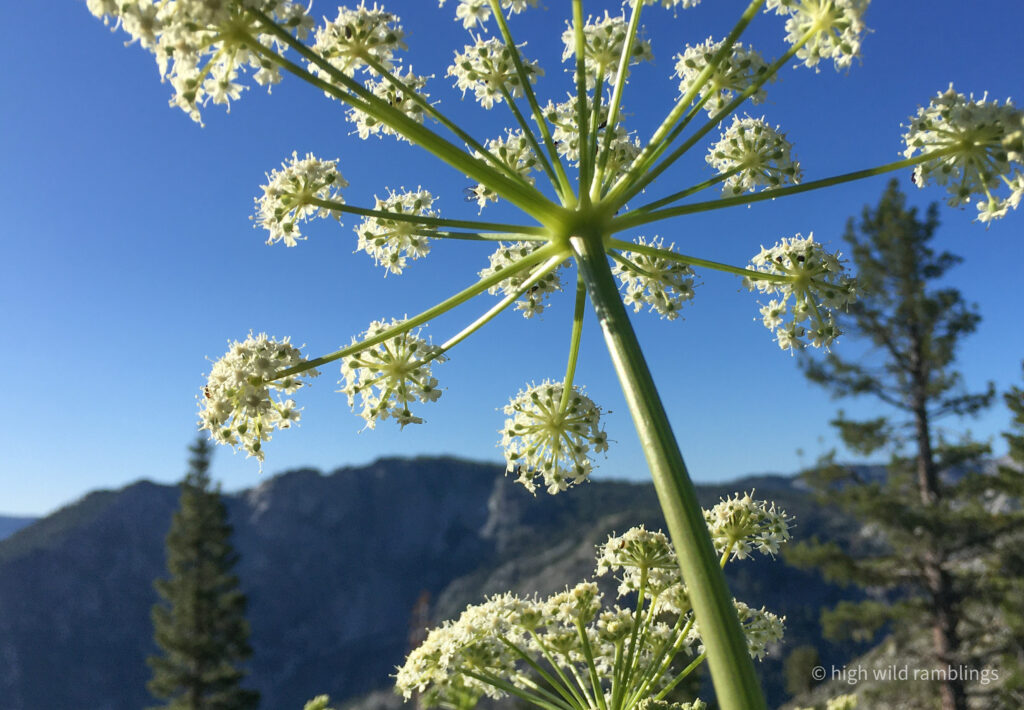 High Wild Ramblings