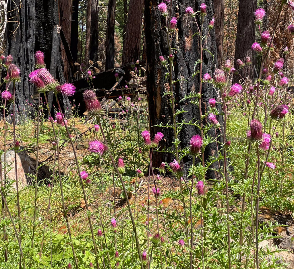 High Wild Ramblings