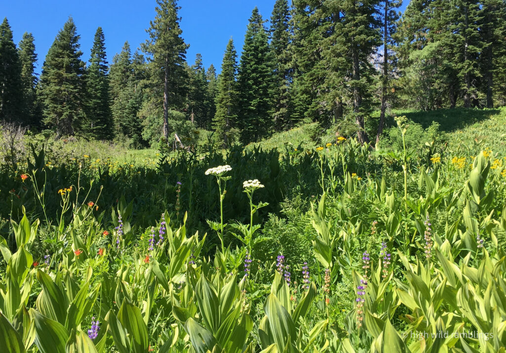 High Wild Ramblings