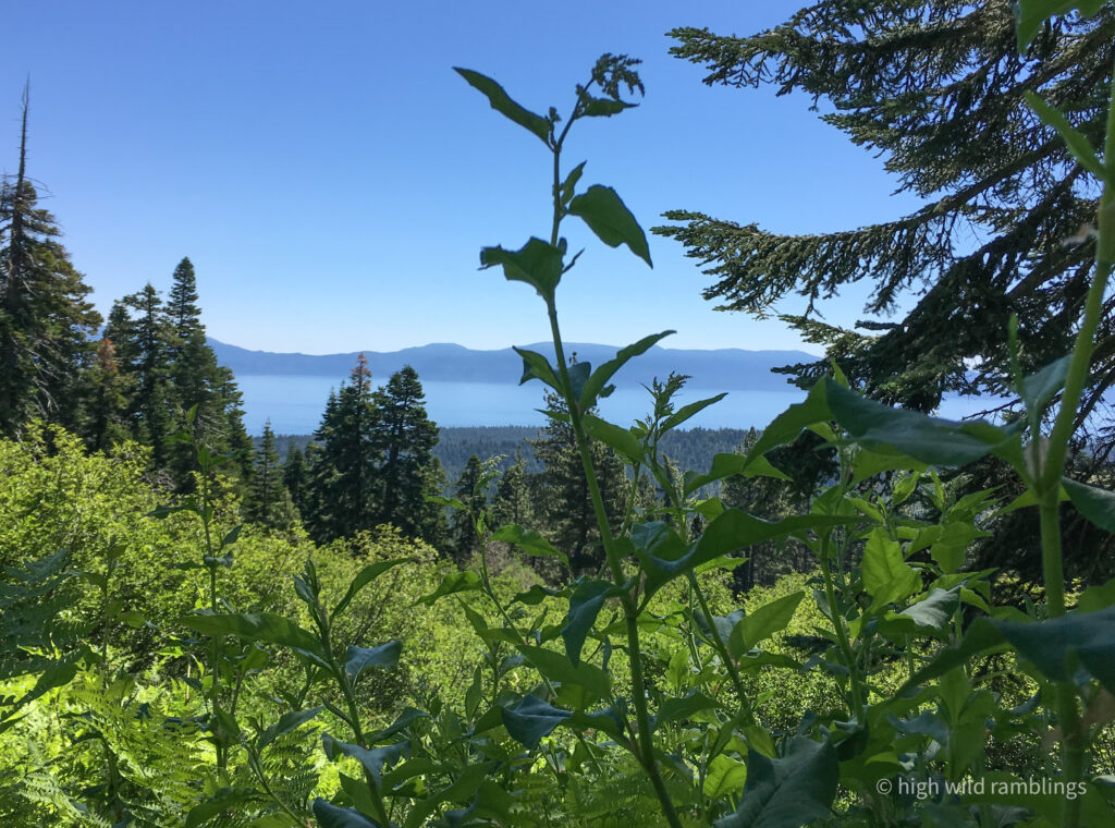 High Wild Ramblings