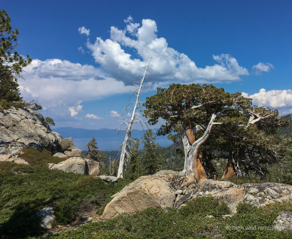 High Wild Ramblings