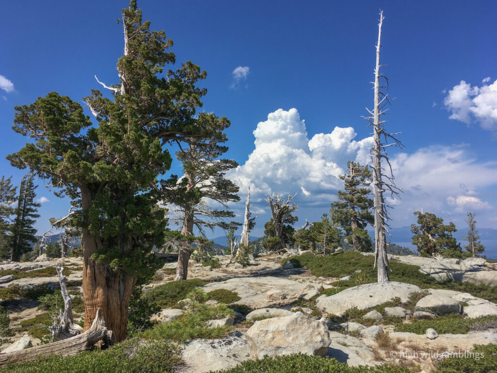 High Wild Ramblings