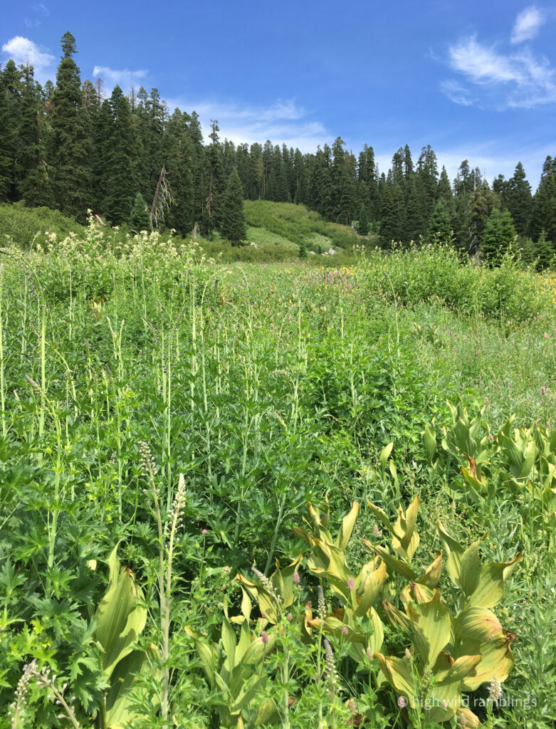 High Wild Ramblings