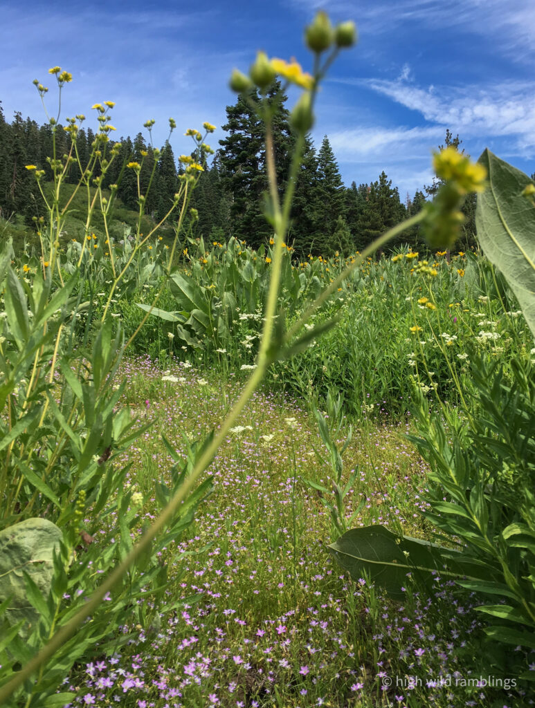 High Wild Ramblings