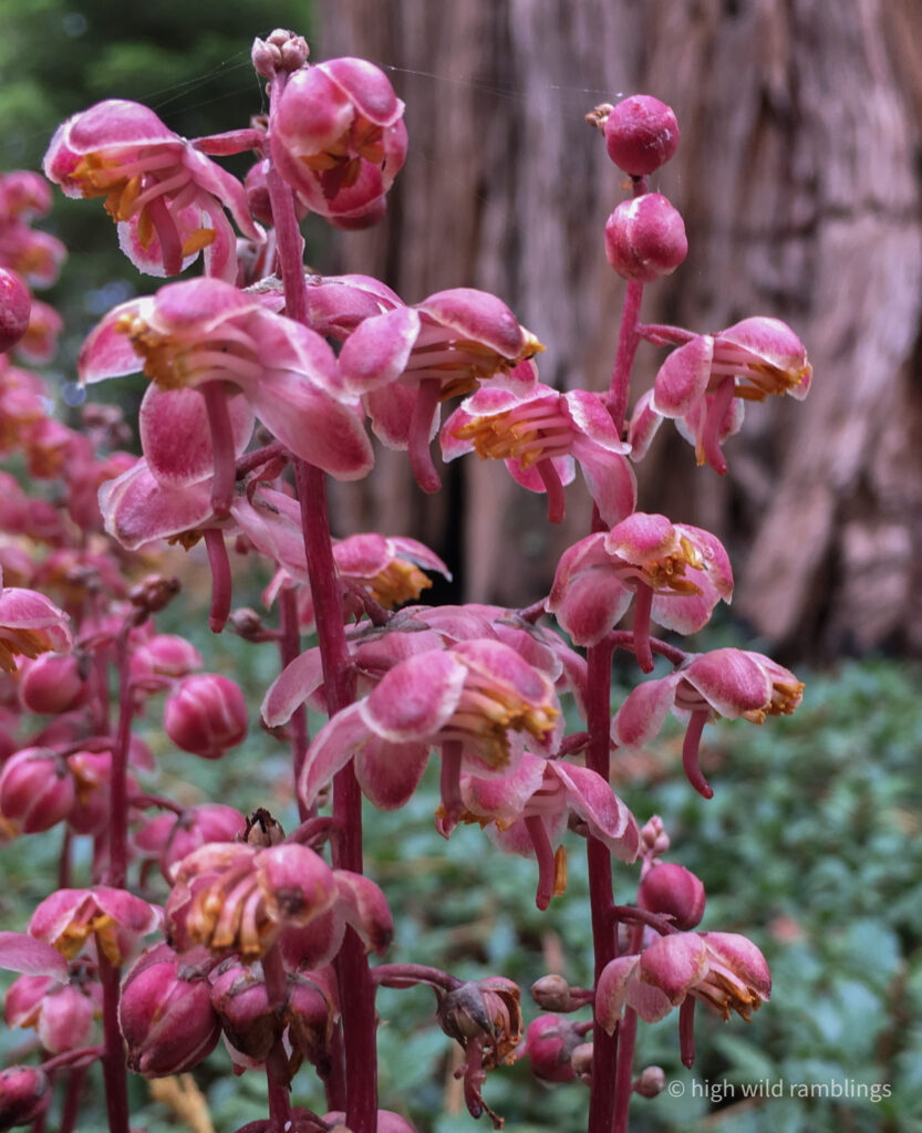 High Wild Ramblings