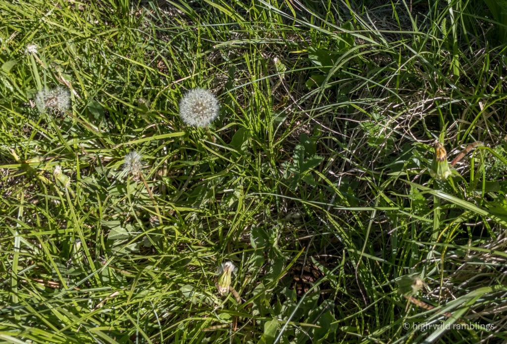 High Wild Ramblings