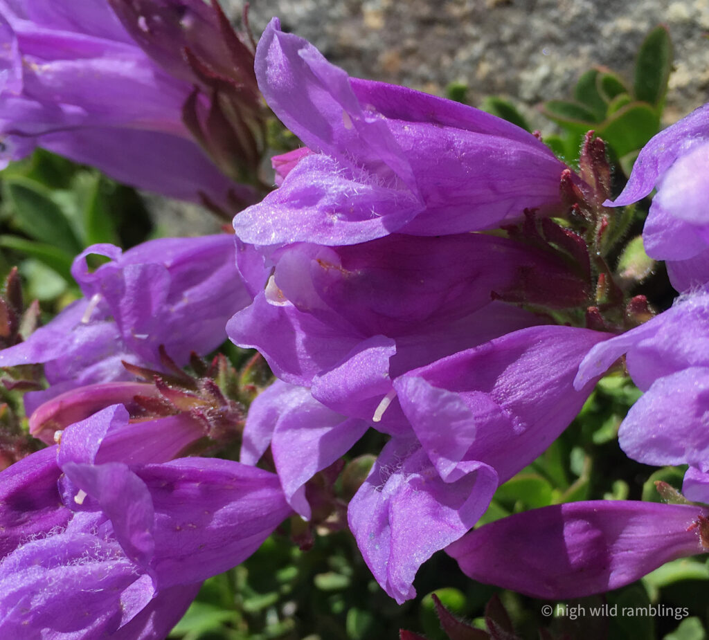 High Wild Ramblings