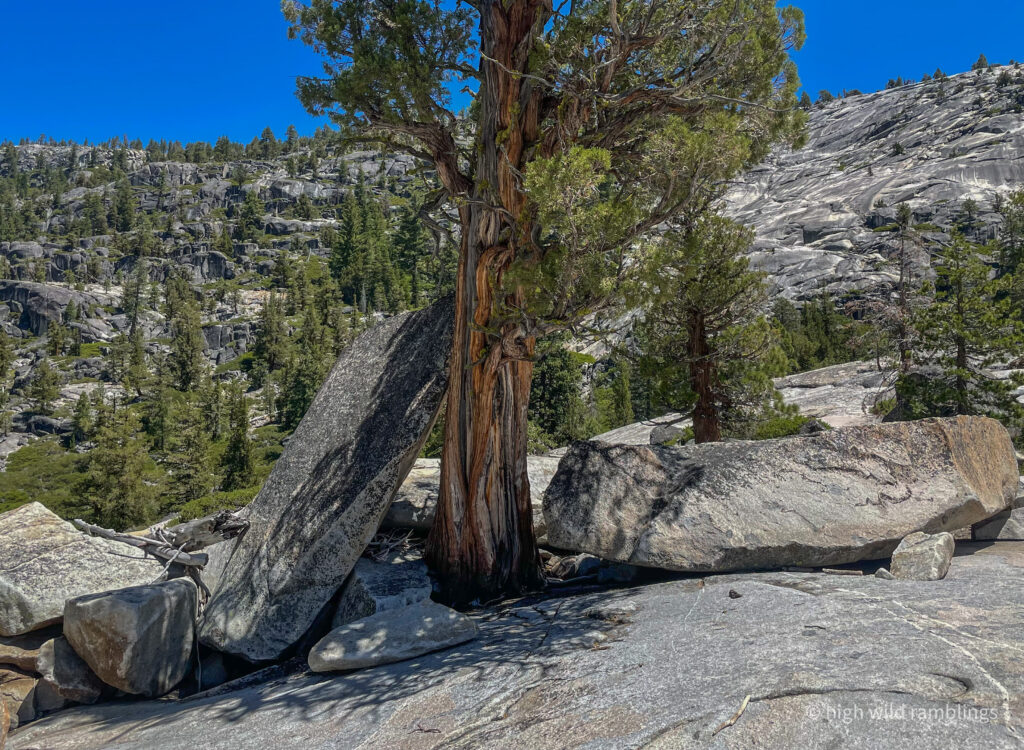 High Wild Ramblings