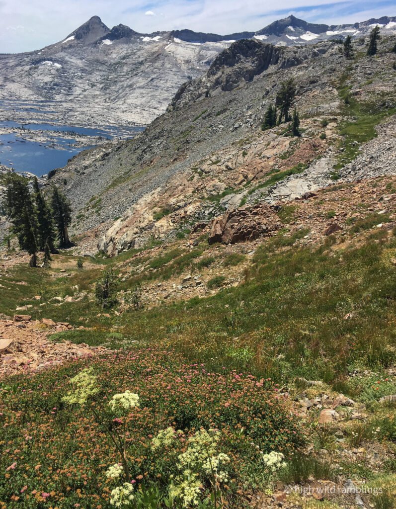 High Wild Ramblings