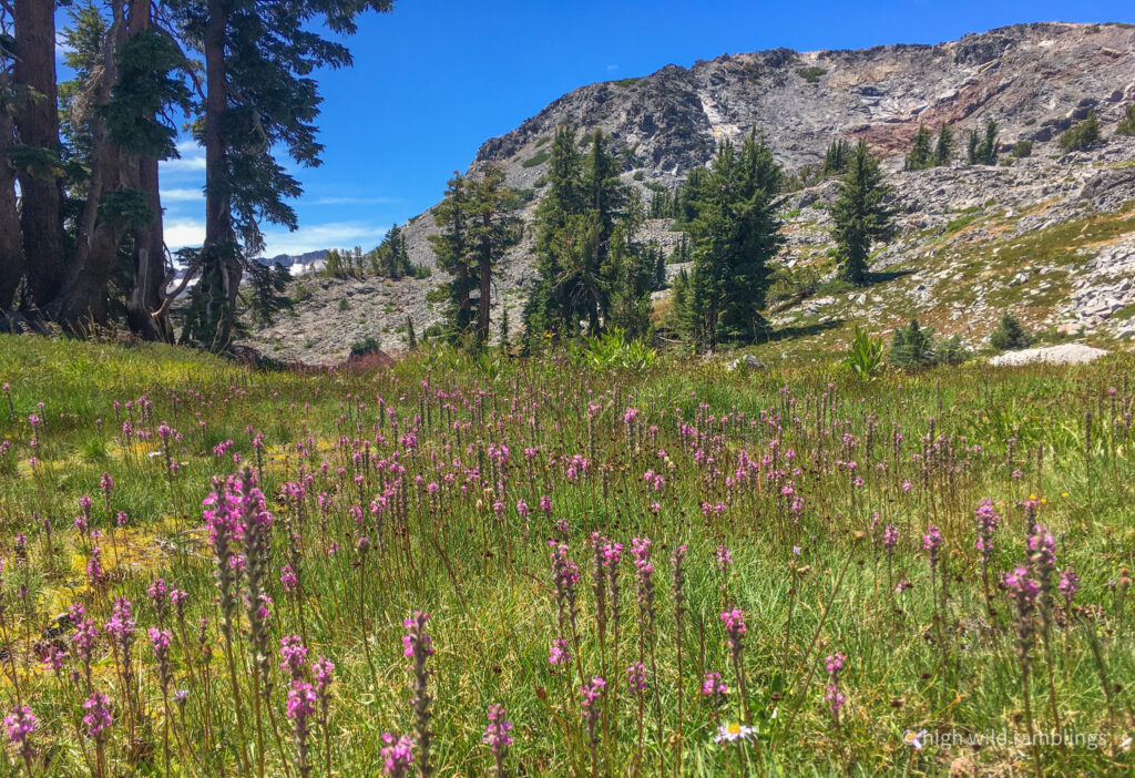 High Wild Ramblings