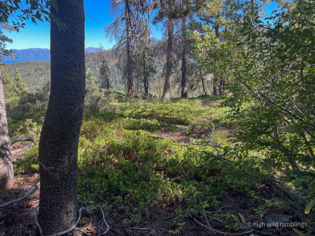 High Wild Ramblings