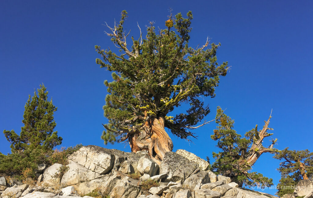 High Wild Ramblings