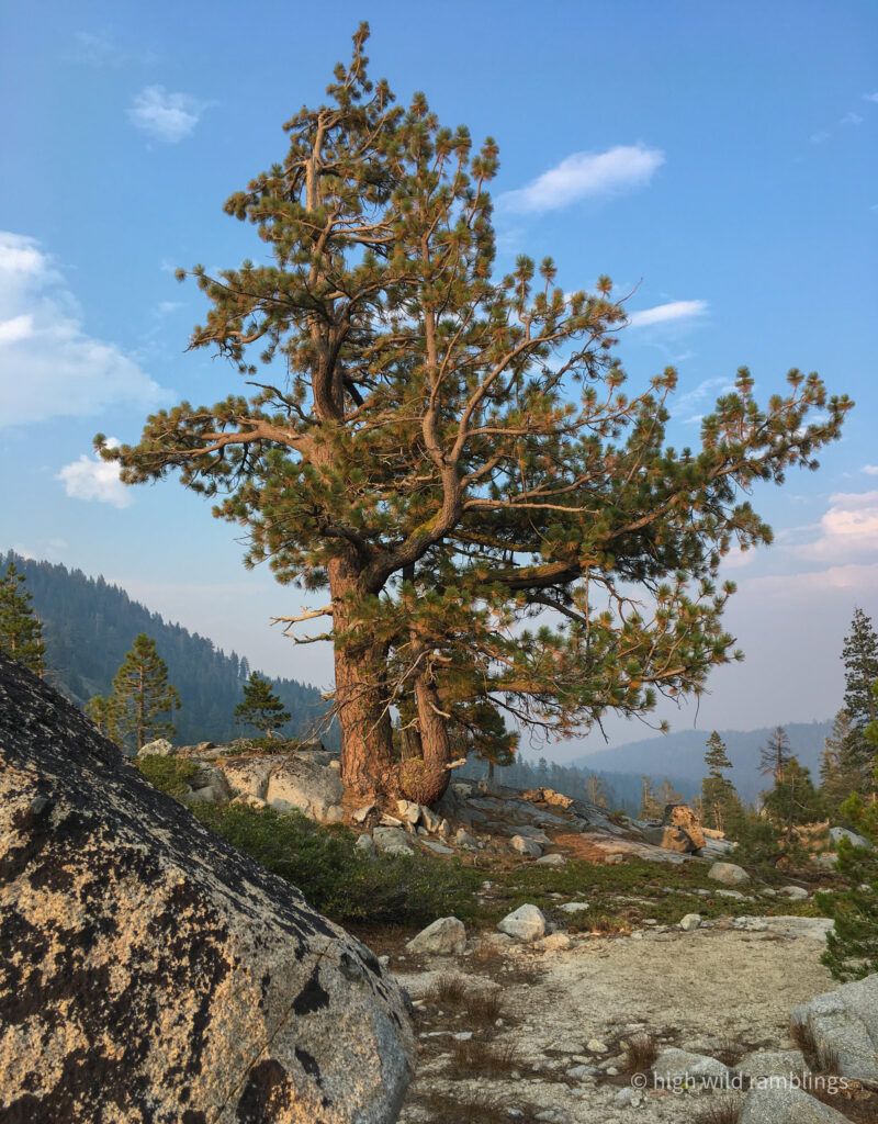 High Wild Ramblings