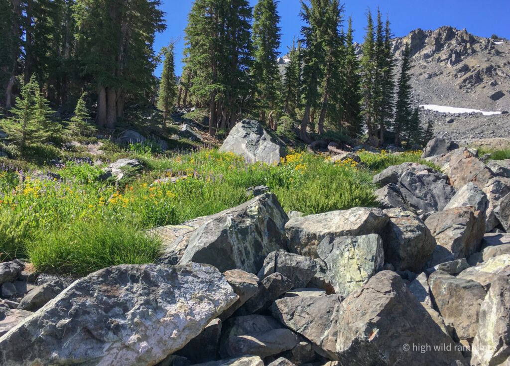 High Wild Ramblings