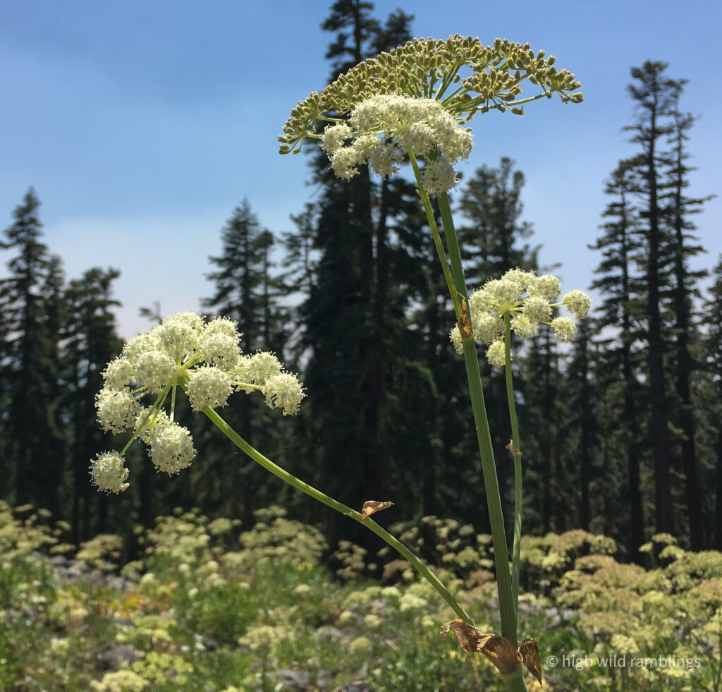 High Wild Ramblings