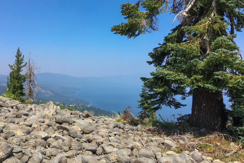 High Wild Ramblings