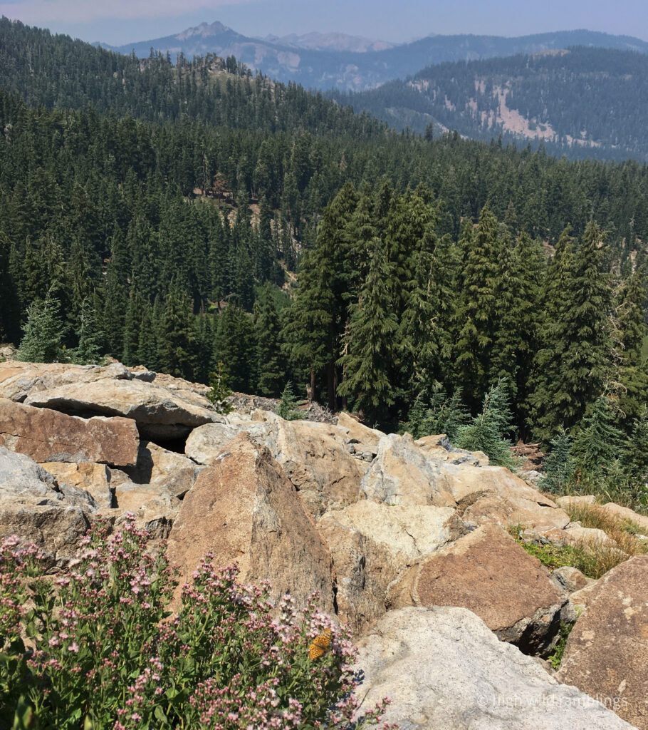 High Wild Ramblings